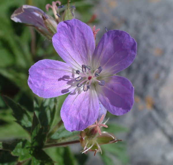 Geranium sylvaticum / Geranio silvano